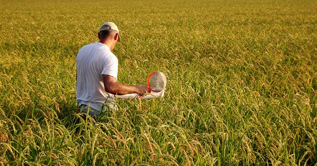 Primeros trabajos para determinar la ecología de los Macroinvertebrados acuáticos en los arrozales de l’Estell.