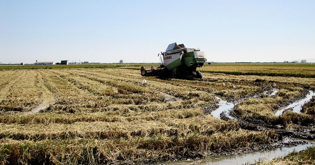 La gestión de la paja del arroz y sus consecuencias sobre la biodiversidad