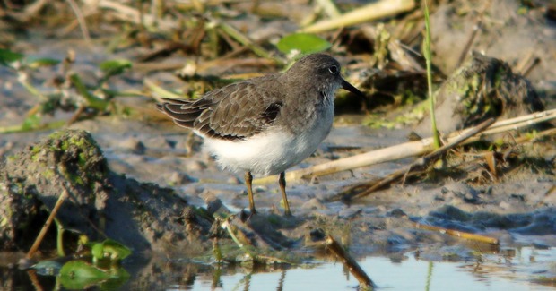 El ‘fangueo’ del arrozal en otoño vital para las aves en migración.