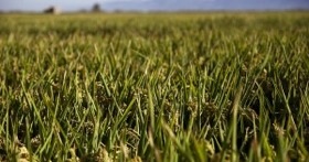 Jornades Tècniques: Arròs i conservació d'aiguamolls