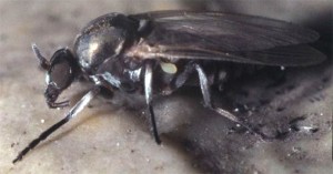 Mosca negra