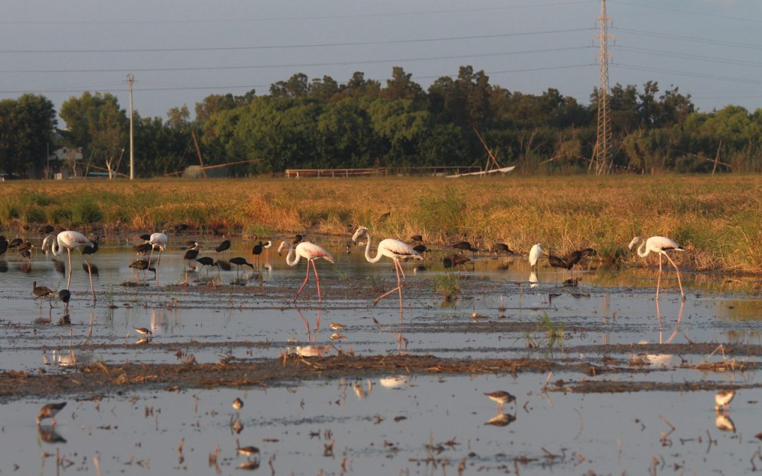 Arrossars de pas: Illes per a les aus migratòries en un mar d’arròs