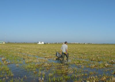 Estudio de la ecología de los macroinvertebrados en el arrozal